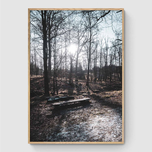 Bench in the woods