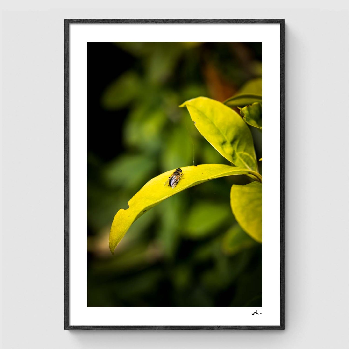 Bee on leaf