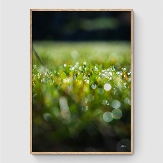 Spring grass I