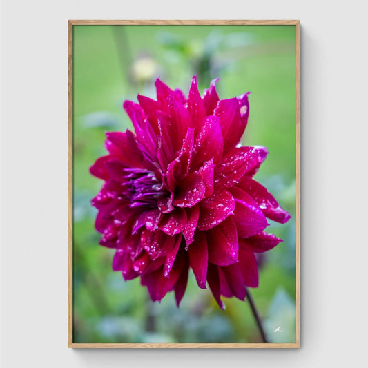 Dahlia