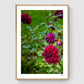 Dahlia Field