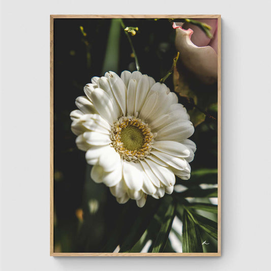 Gerbera