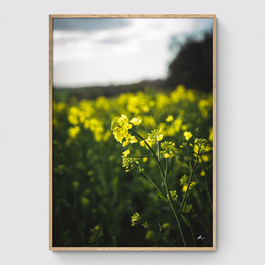 Gule blomster på mark