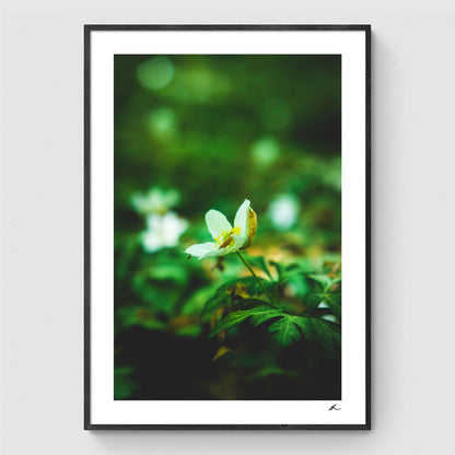 Hvid anemone II