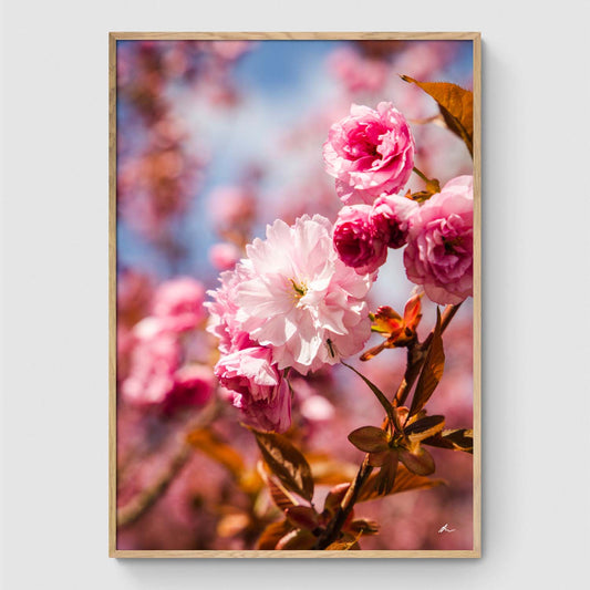 Japanese cherry blossom