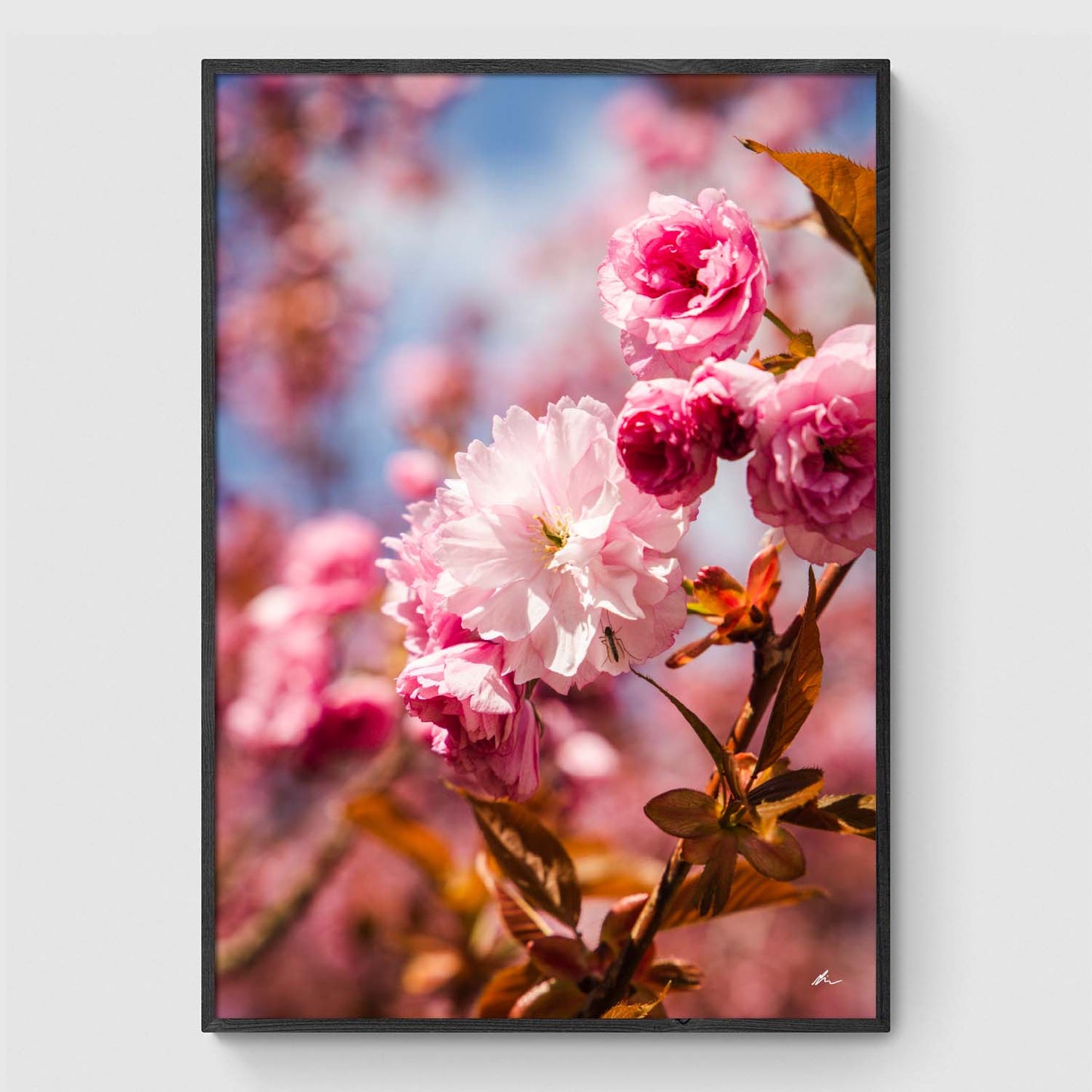 Japansk kirsebærblomst
