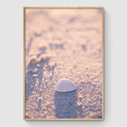 Mussel shell on the beach