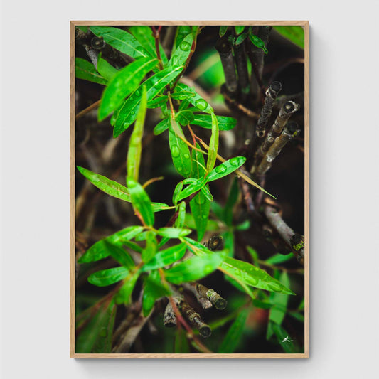 Raindrops on leaves II