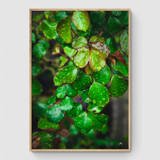 Raindrops on leaves III