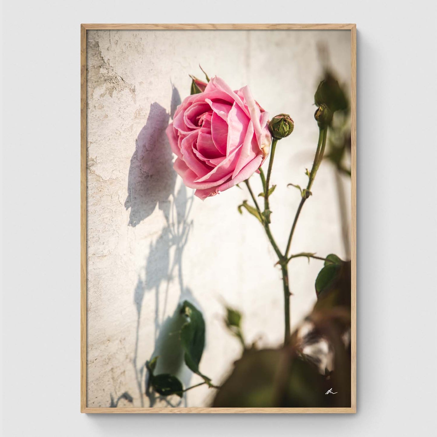 Rose langs væg