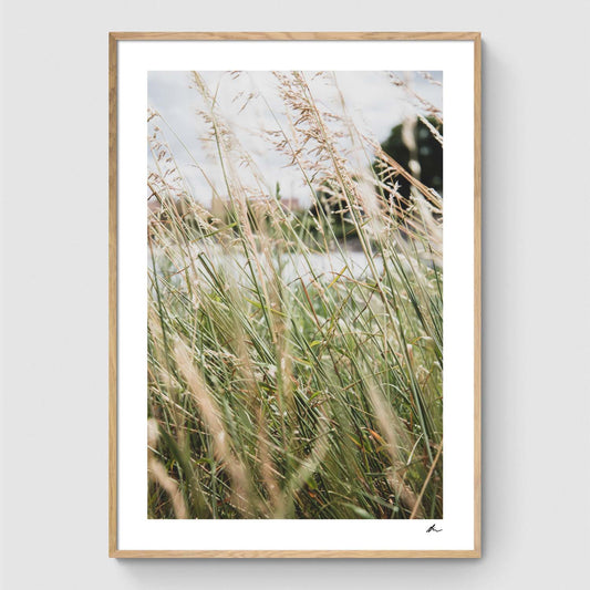 Lake Through The Reeds