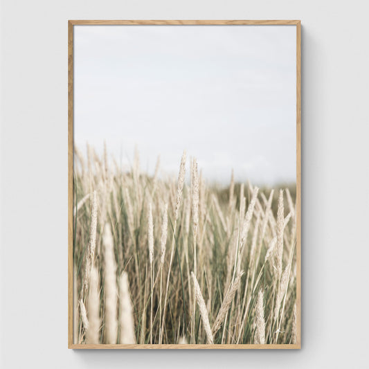 Reeds at the beach on a cloudy day