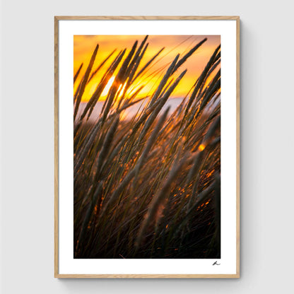 Reeds at sunset I