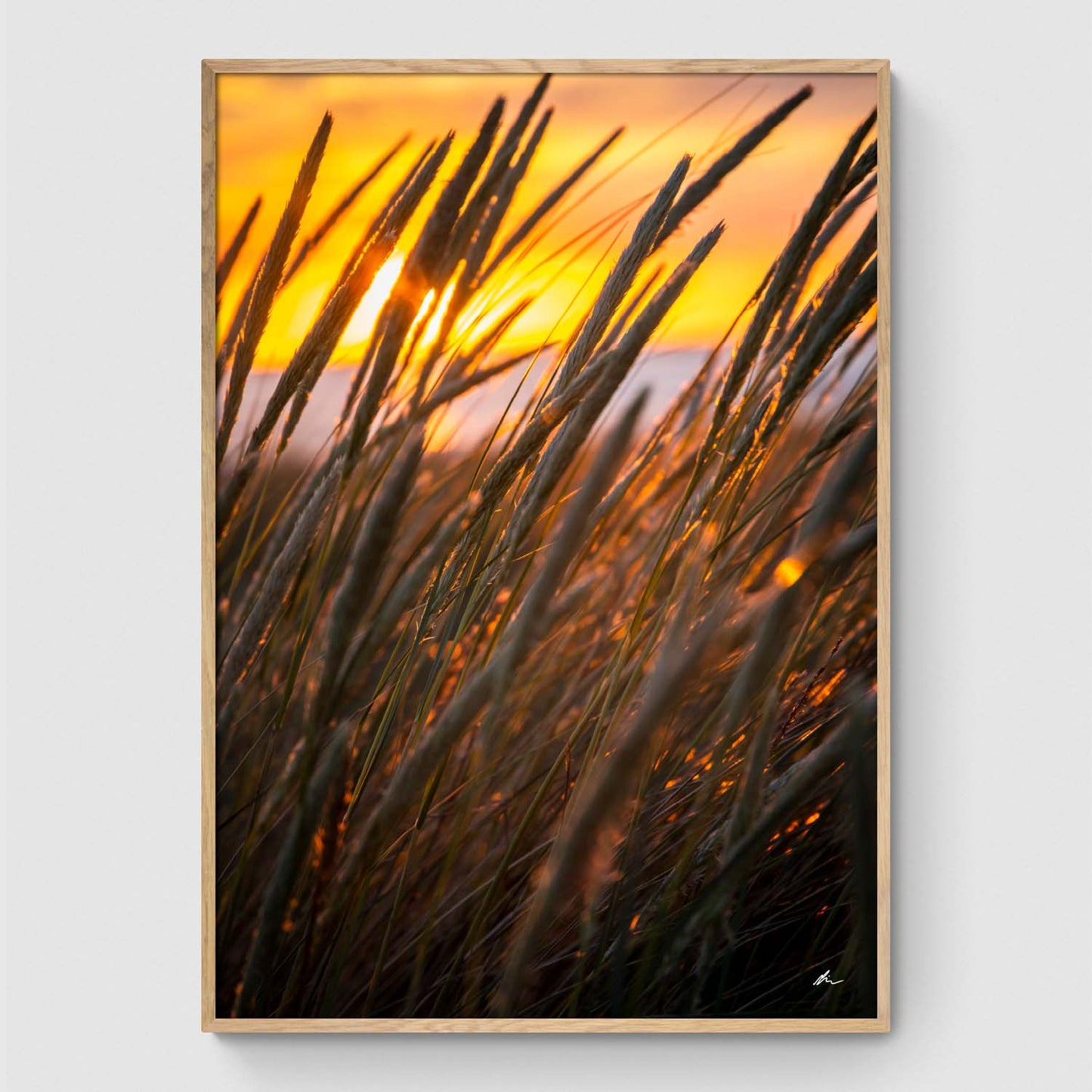 Reeds at sunset I