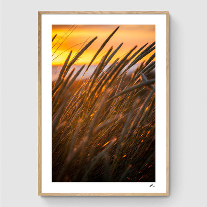 Reeds at sunset II