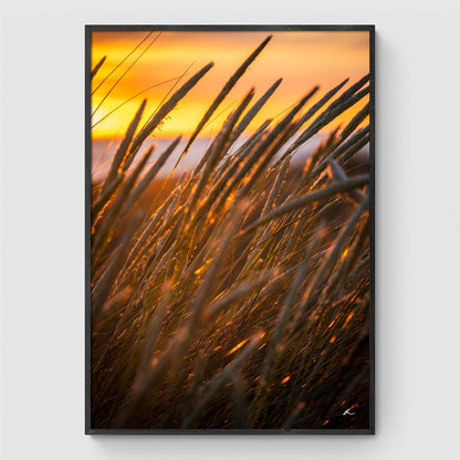 Reeds at sunset II