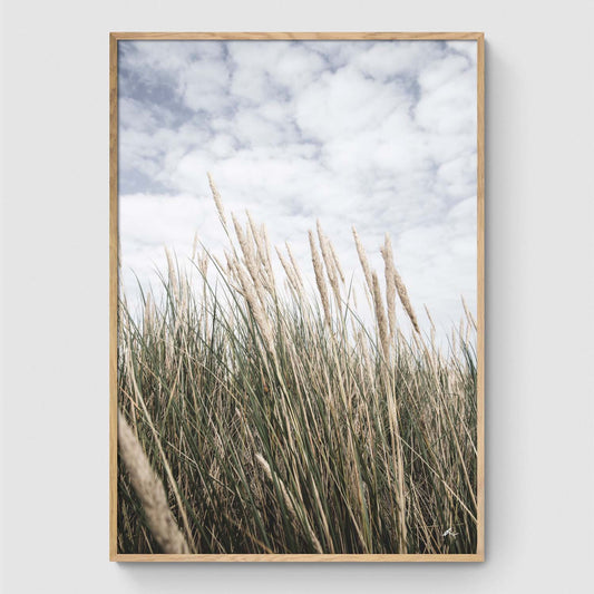 Reeds under a blue sky