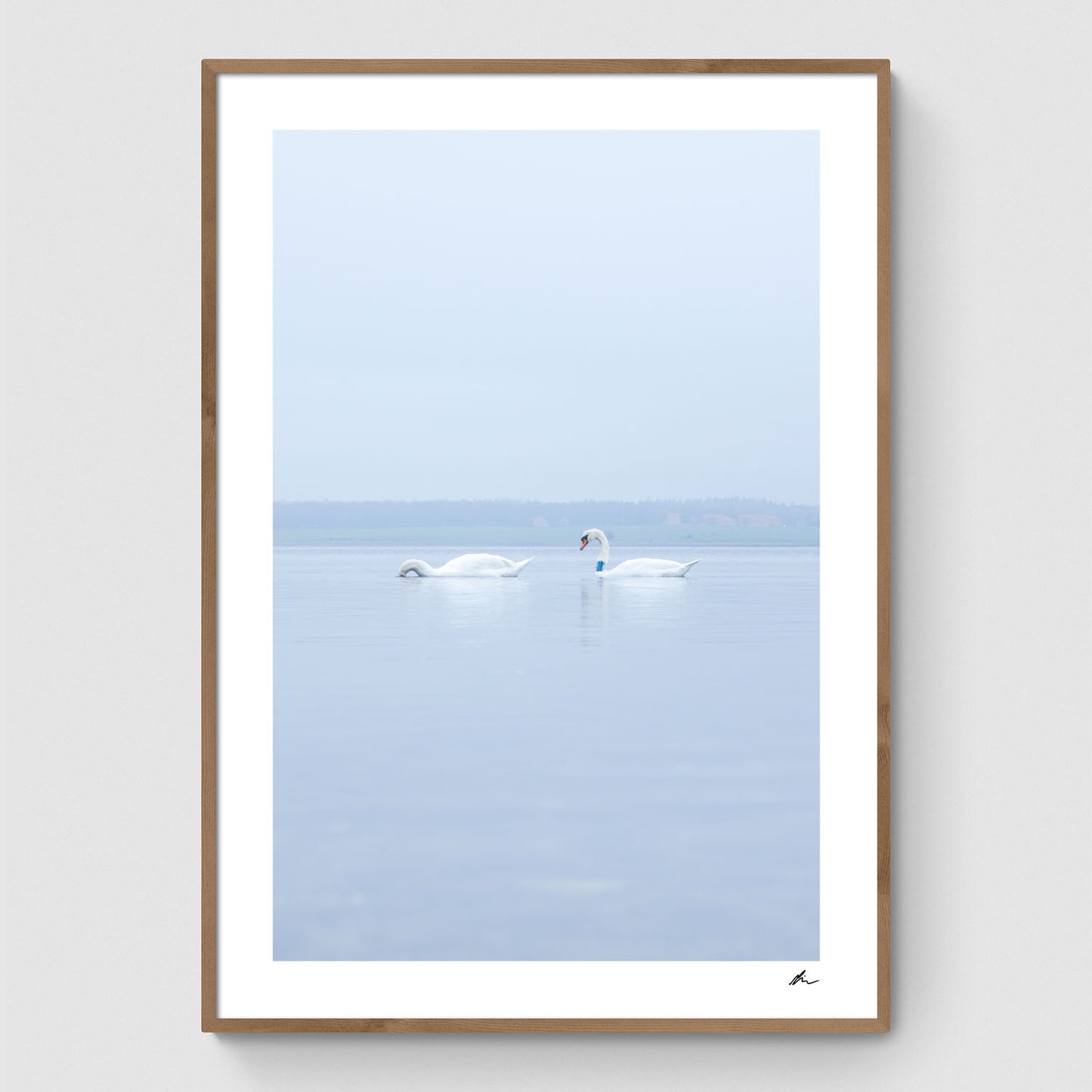 Swans in the water I
