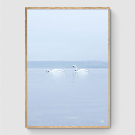 Swans in the water I