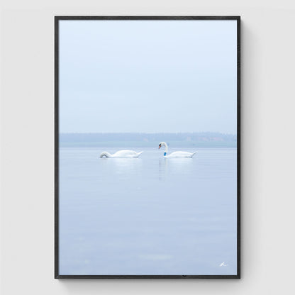 Swans in the water I