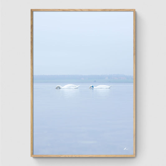 Swans in the water II