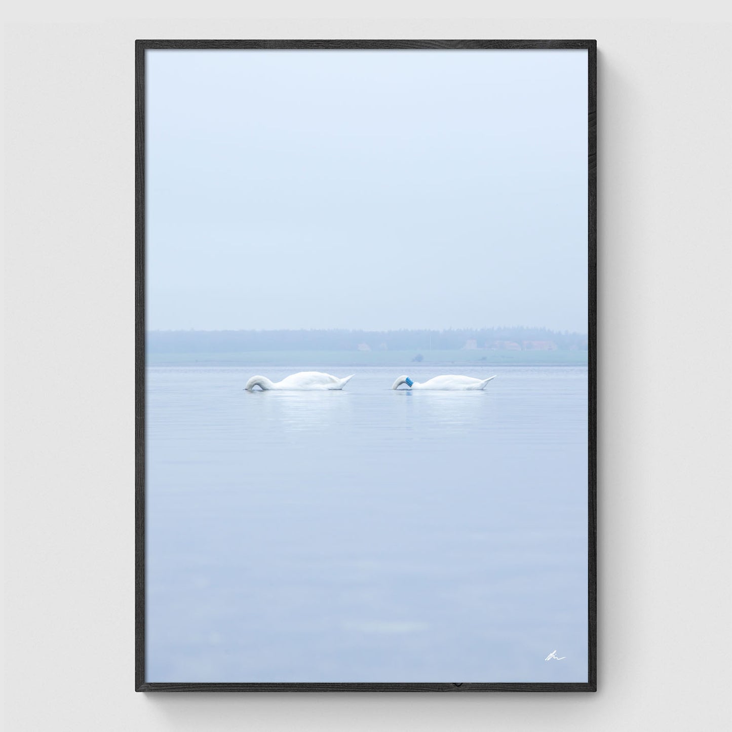 Swans in the water II