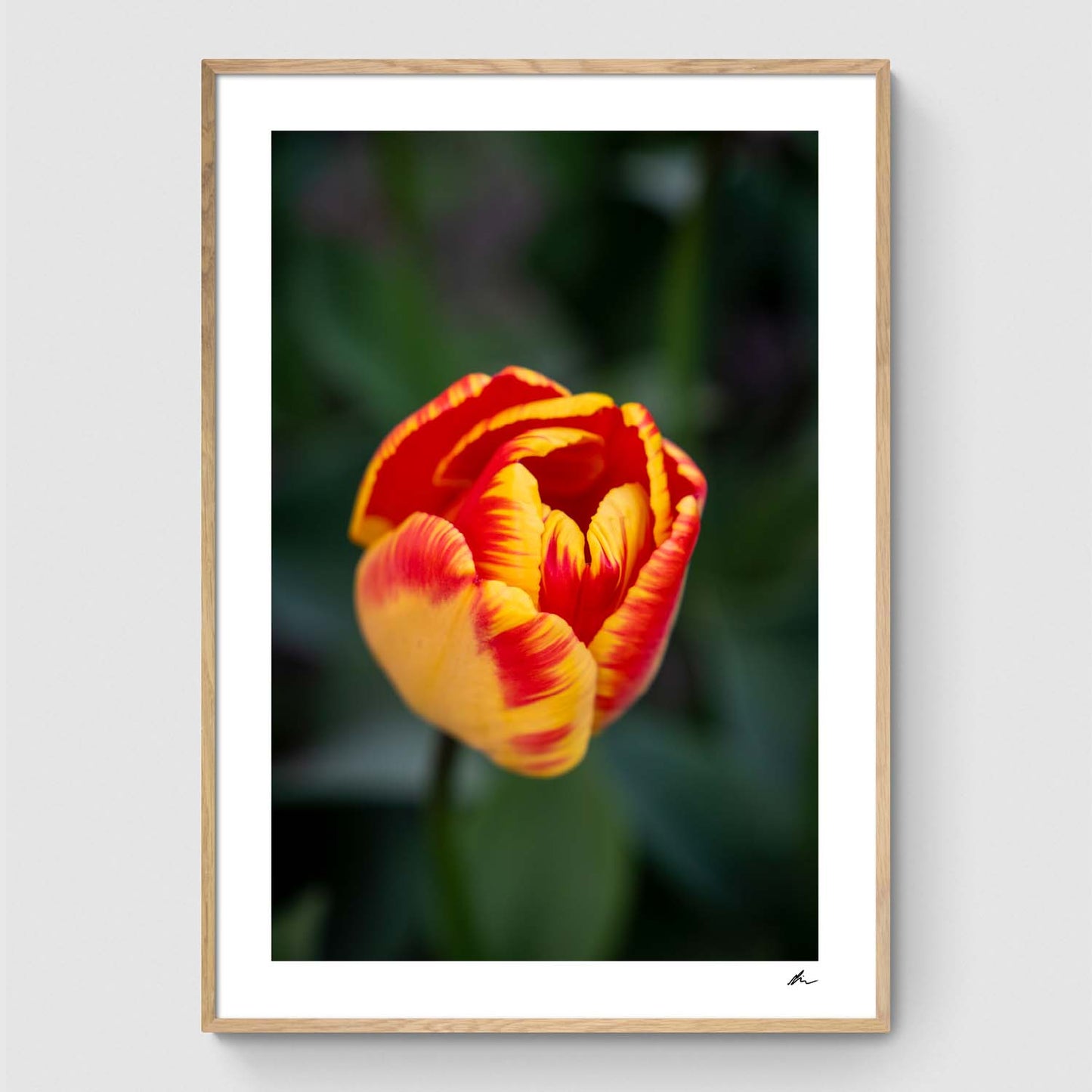 Rød og gul tulipan