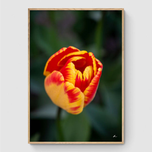 Red and yellow tulip