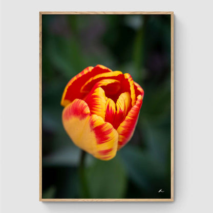 Poster Pack: Flower wall
