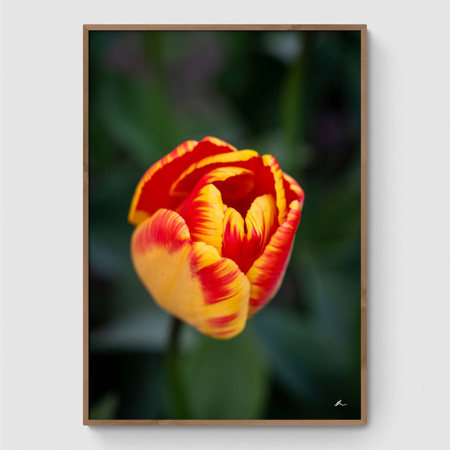 Rød og gul tulipan