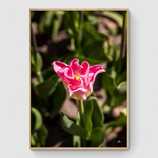 Pink tulip