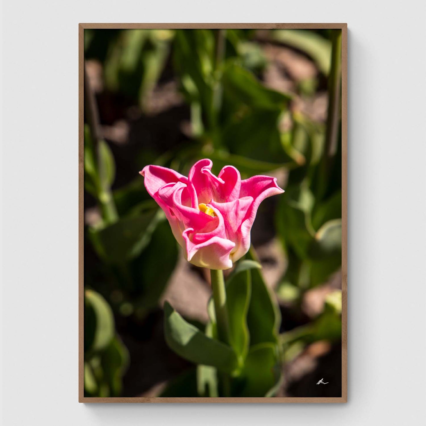 Lyserød tulipan