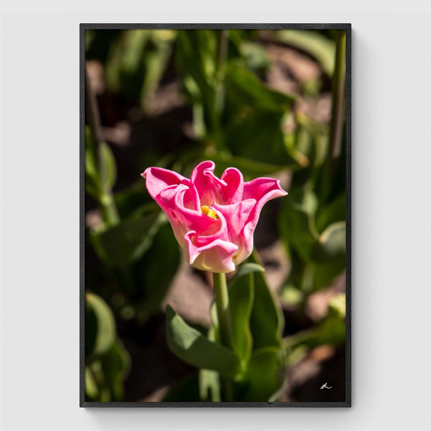Lyserød tulipan