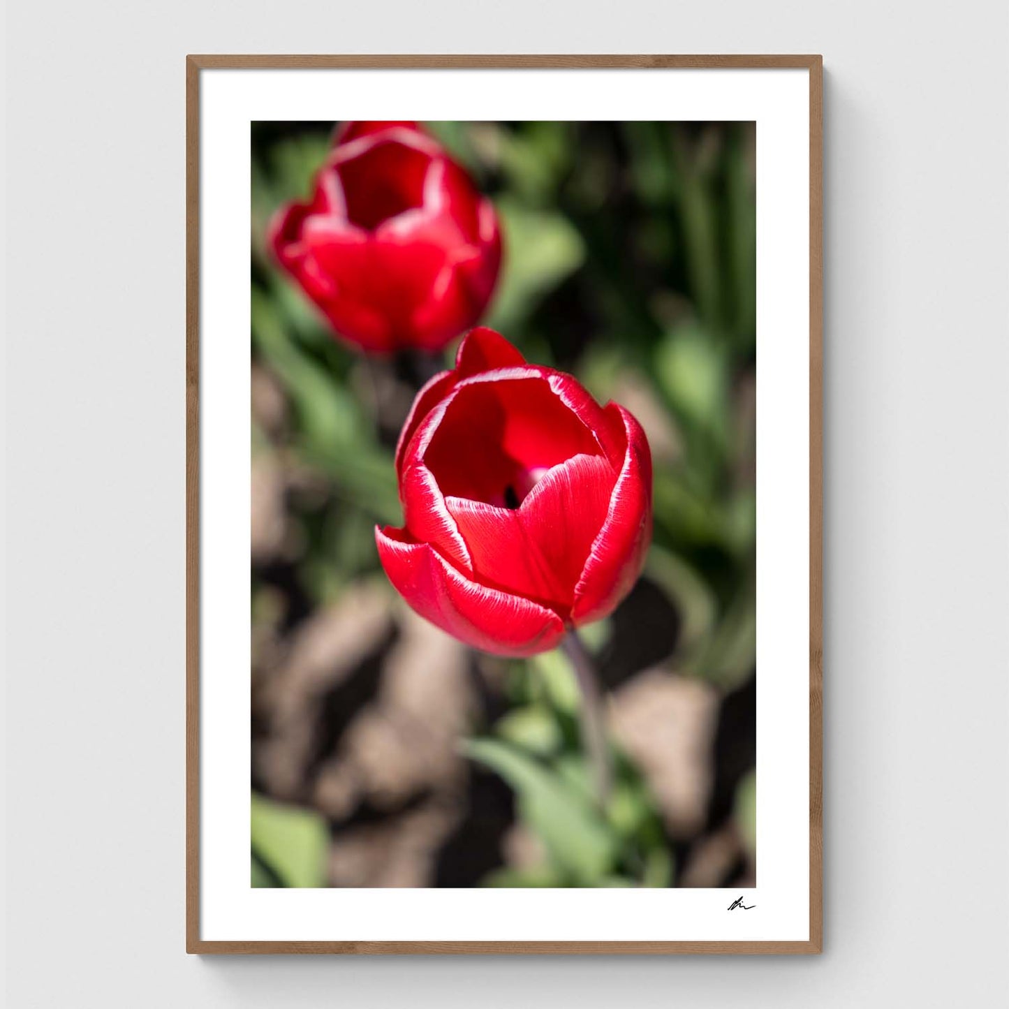 Rød tulipan