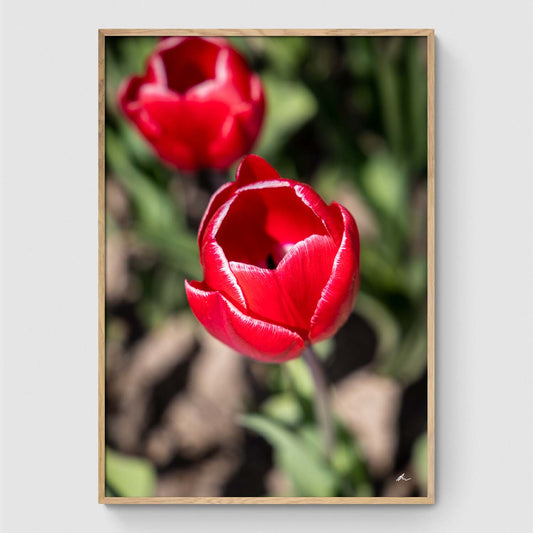 Red tulip