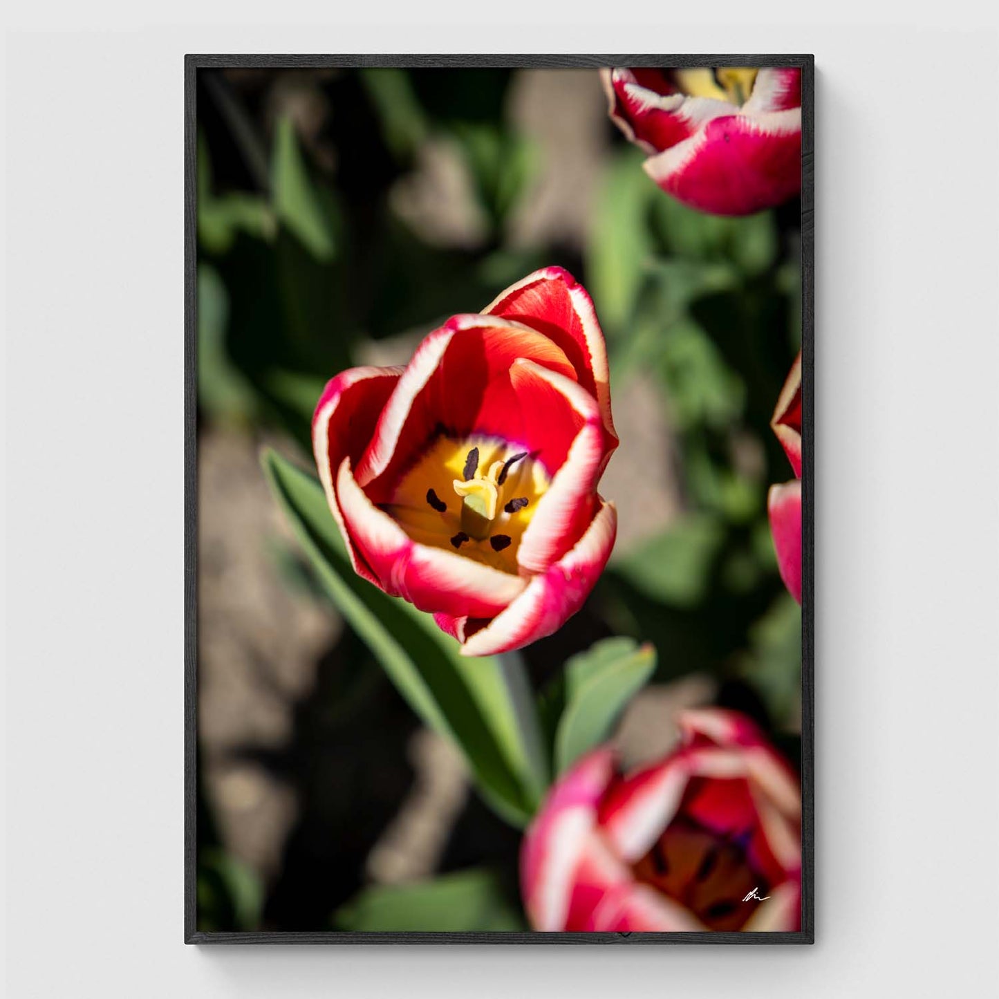 Red and pink tulip