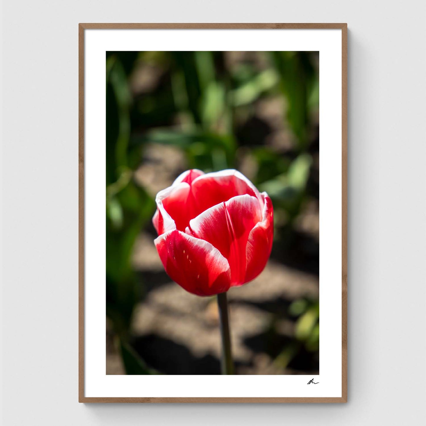 Rød og hvid tulipan