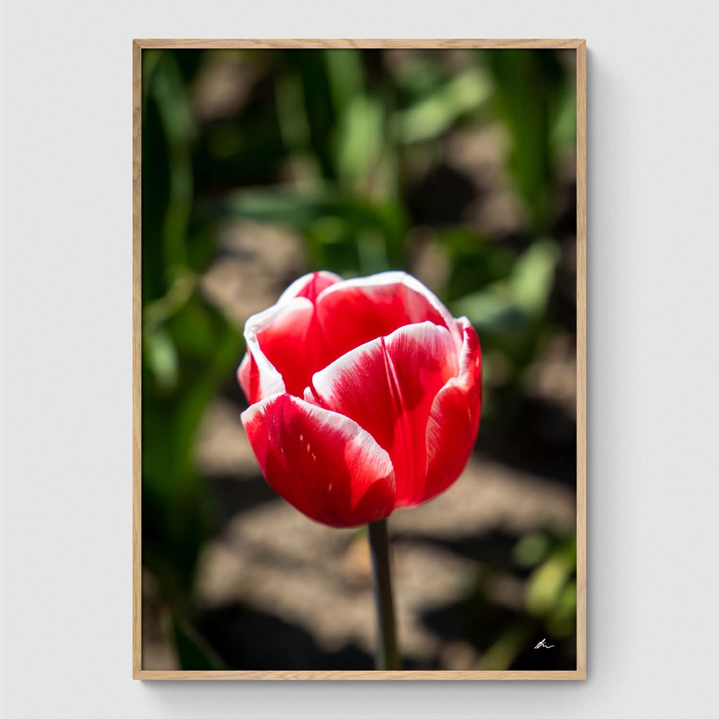 Rød og hvid tulipan