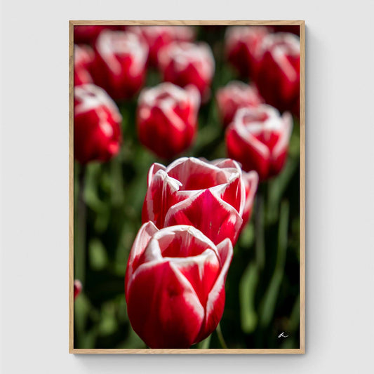 Red and white tulips