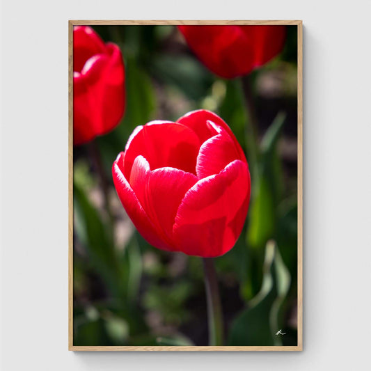 Red tulip on field