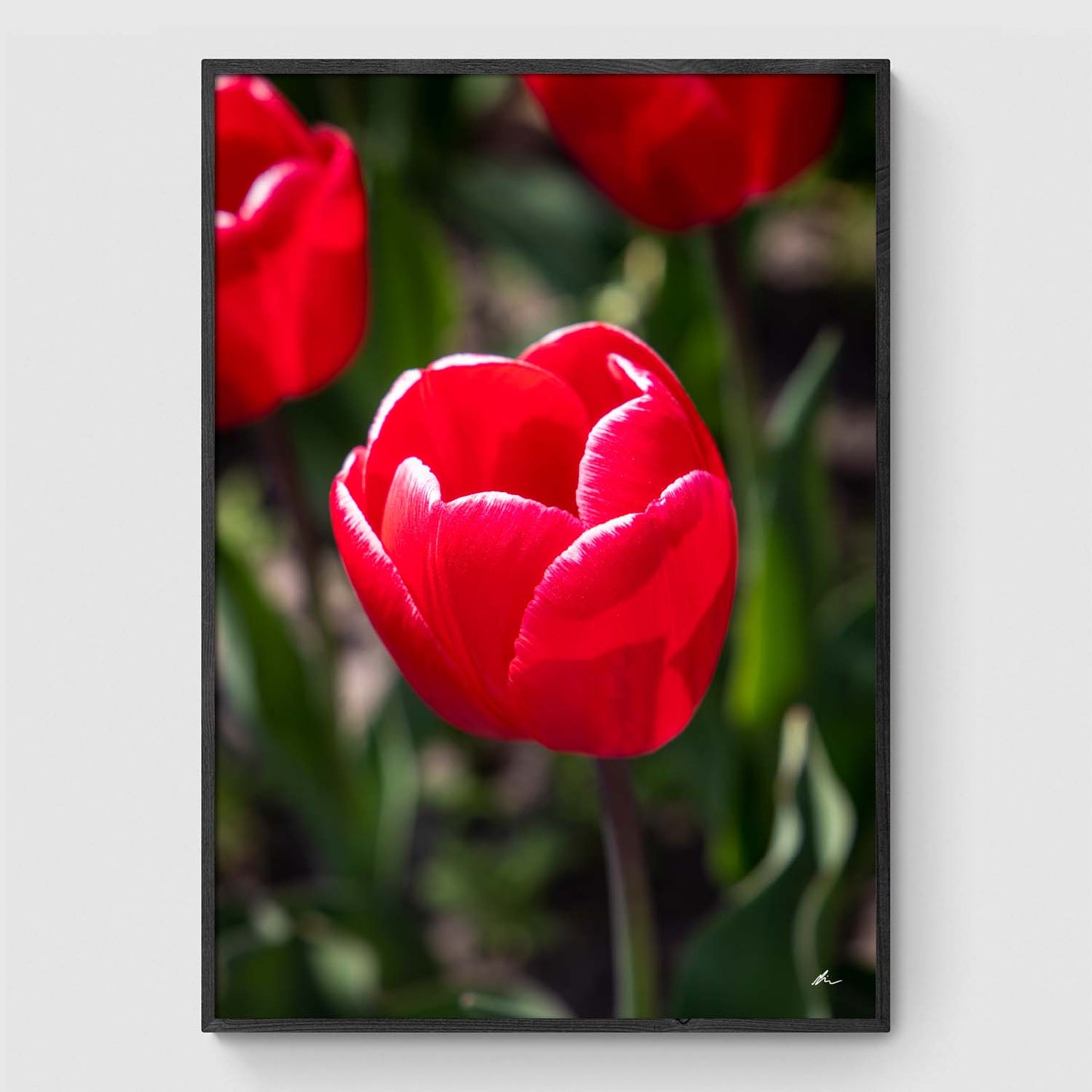 Red tulip on field