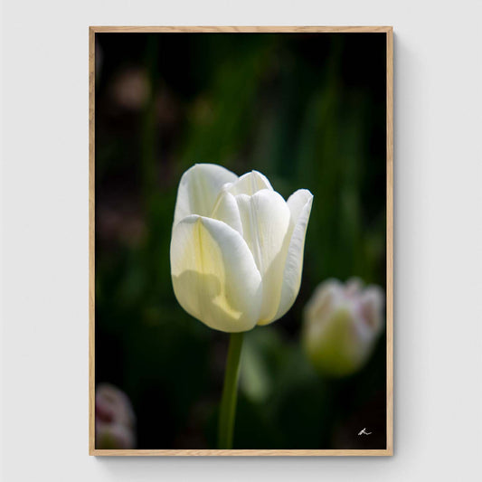 White tulip