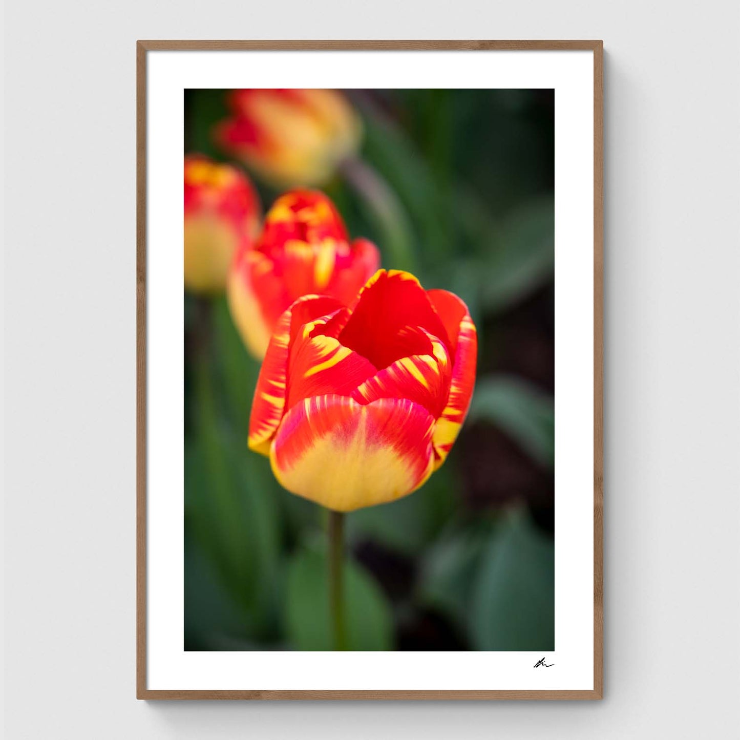 Red and yellow tulip in field