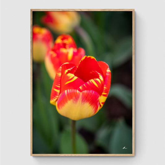 Red and yellow tulip in field