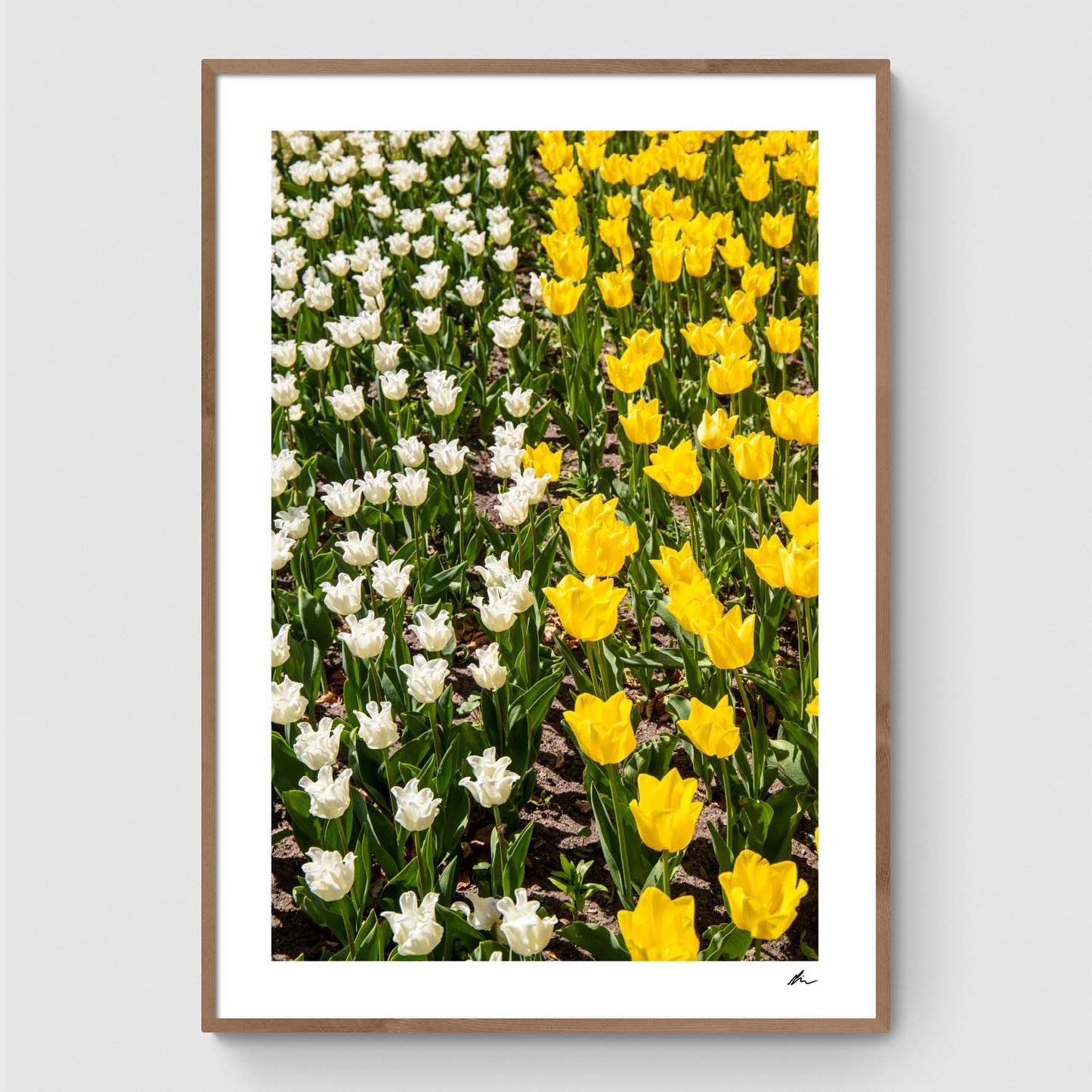 White and yellow tulips in field