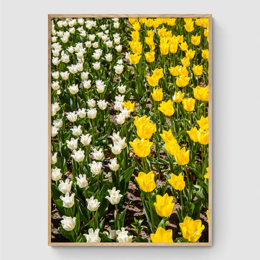 White and yellow tulips in field