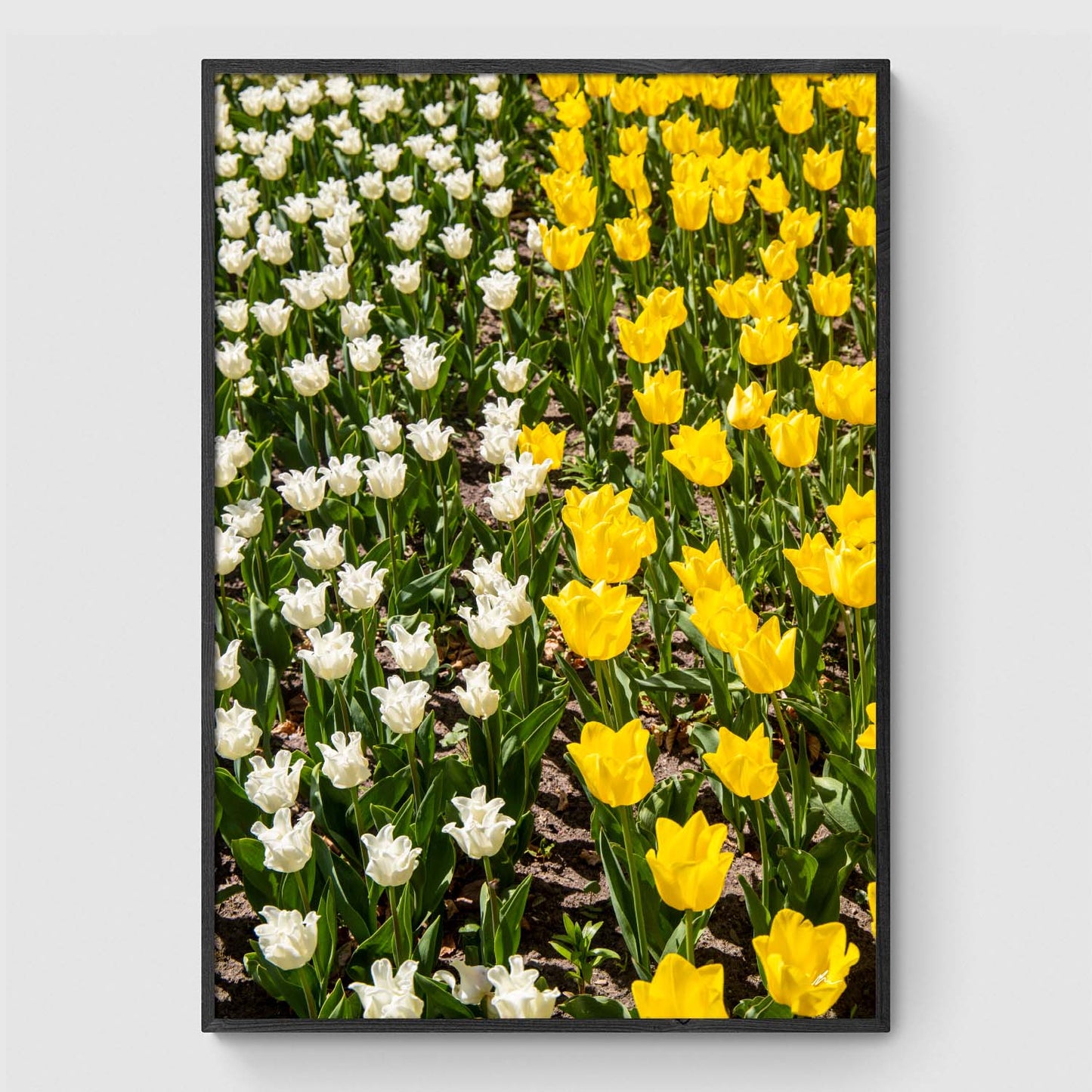 Hvide og gule tulipaner på mark