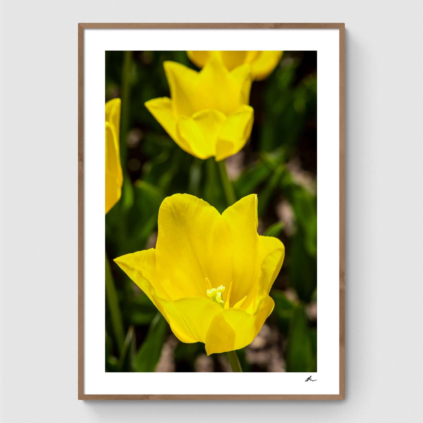 Wild yellow tulips