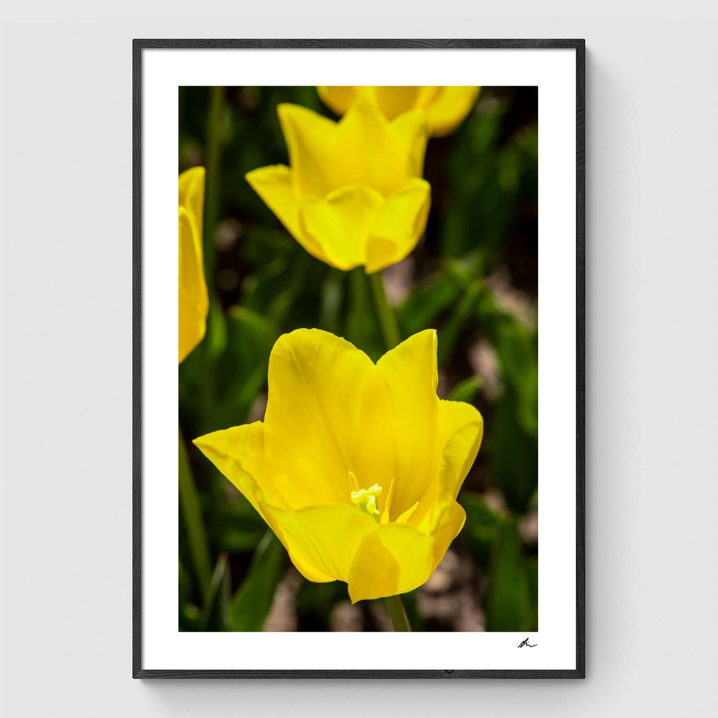 Wild yellow tulips