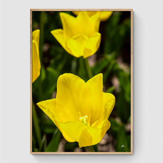 Wild yellow tulips